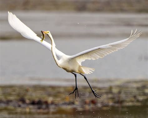  Egret! İhtişamlı Uçuşlarıyla Tanınan Su Kuşu: Egret