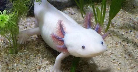  Axolotl! İnanılmaz Yenilenme Gücüyle Ünlü Bu Su Canavarıyla Tanışın