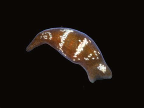  Convoluta! A Tiny Marine Flatworm Living a Life of Sensational Simplicity