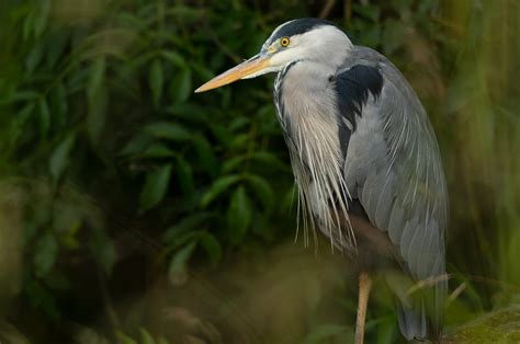 Grey Heron! An Elegant Stalker With Striking Grey Plumage Often Found Near Calm Waters!