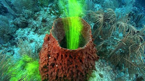  Gribbling: The Colorful Sponge That Lives Life in Slow Motion!