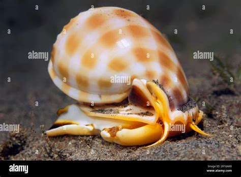  Helmet Snail! A Wonderfully Armored Gastropod That Thrives in Tropical Seashores