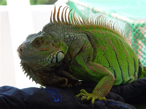  İguana: Çölün Ateşli Kralı ve Bir Zamanlar Dinozorların Yakını!