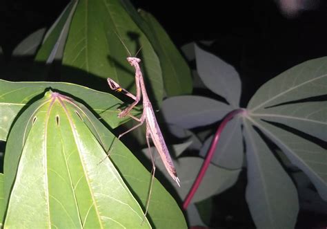  Jumping Mantis Karidesinin Gizemli Dünyasına Yolculuk: Denizlerin Kılıçkuyrukları mı?