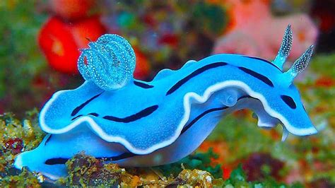  Nudibranch: Can This Colorful Sea Slug Survive Without A Shell?