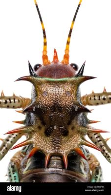  Orthoptera - A Curious Case of Cricket-Like Crawlers With Armored Bodies!