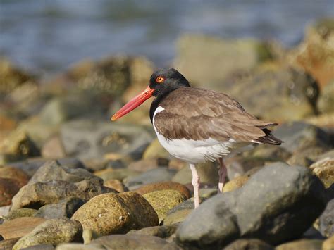 Oystercatcher: Güçlü Bacakları ve Keskin Gagasıyla Birleşen Yüksek Zarafet!