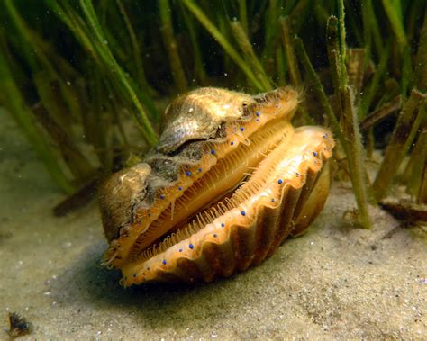  Queen Scallop: An Underwater Jewel With Exquisite Taste And Unorthodox Reproduction!