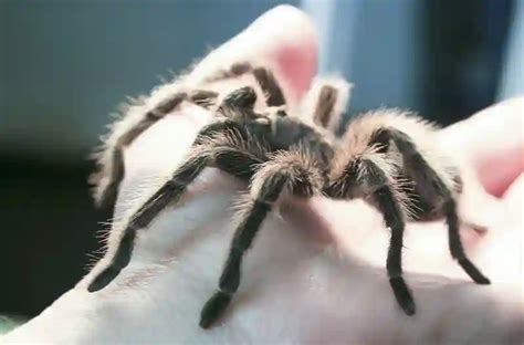  Red-Necked Kneeling Tarantula: Discover the Eight-Legged Wonder That Crawls Like It Owns the Place!