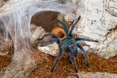  Yaşlı Bir Tarantula mı İsterdiniz Yoksa Yeni Nesil Bir Evcil Hayvan Arkadaşı Mı?