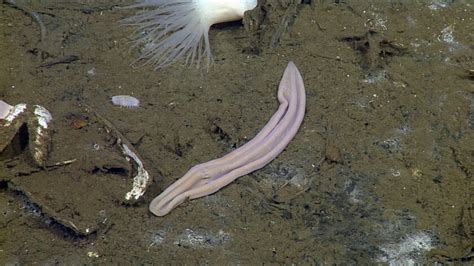  Xenoturbella! Can this Deep-Sea Worm Rewrite the Textbook on Animal Evolution?