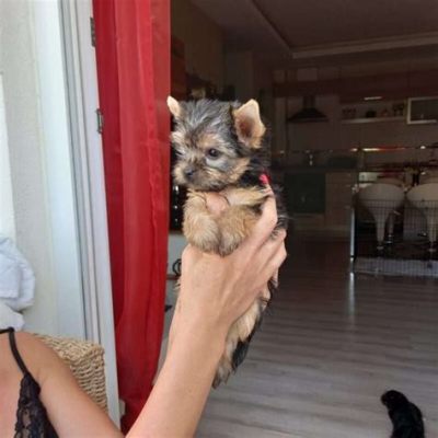  Yorkshire Terrier Yengeçleri: Çok Bacaklı Bir Gizemin İzi mi Değil mi?