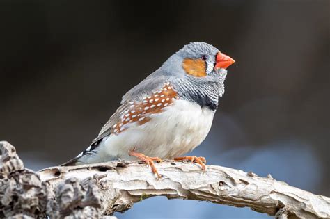  Zeebra Finch! Küçük Boyutlu Bir Şarkıcı mı Yoksa Renkli Bir Akrobat mı?